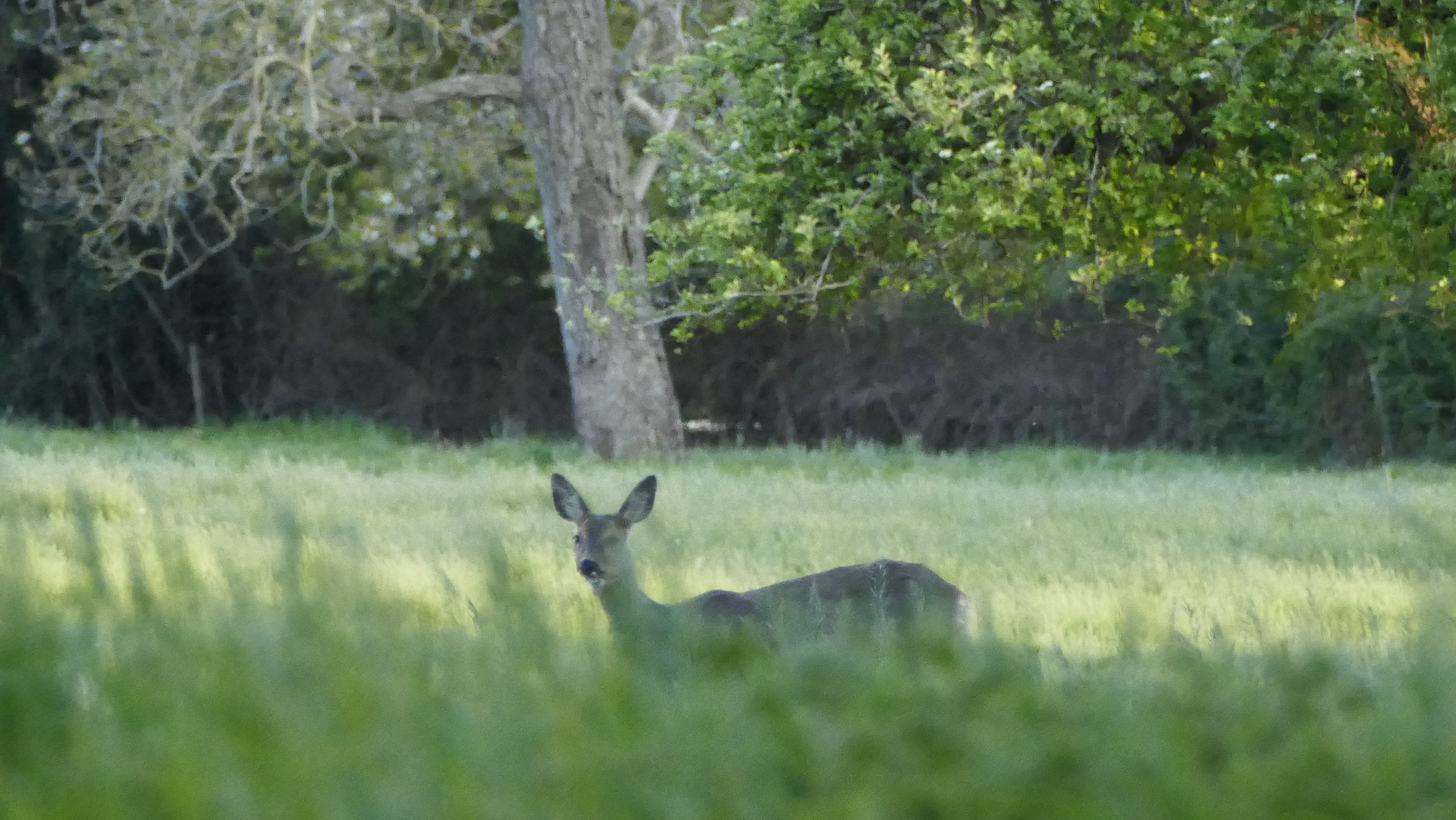 Roe deer at The Park